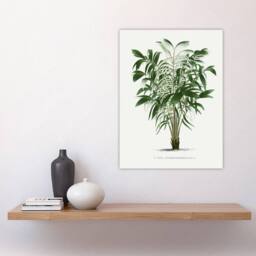"Artery8 Astrocaryum Murumuru Palm Tree Kerchove Wall Art Poster Print in White - Size: W12"" x H16""" - thumbnail 4