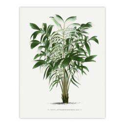"Artery8 Astrocaryum Murumuru Palm Tree Kerchove Wall Art Poster Print in White - Size: W12"" x H16""" - thumbnail 1