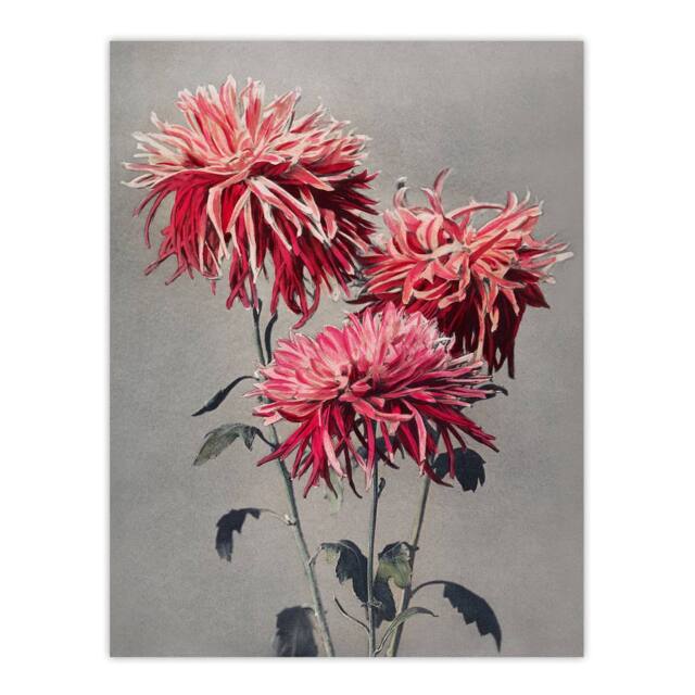 "Artery8 Pink Chrysanthemum Flowers Vintage Japan Wall Art Print Kazumasa - Size: W12"" x H16""" - image 1
