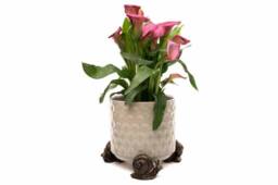 Jardinopia Snail Plant Pot Feet - Set of 3 in Bronze - thumbnail 5