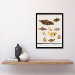 Artery8 Anselmus de Boodt Butterflies & Moths Study Framed Art Picture Print in White - Size: A4 - thumbnail 2