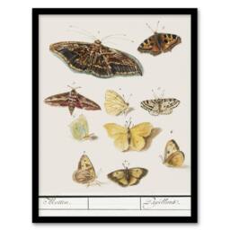 Artery8 Anselmus de Boodt Butterflies & Moths Study Framed Art Picture Print in White - Size: A4 - thumbnail 1