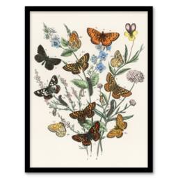 "Artery8 Butterflies & Caterpillars Kirby Vintage Framed Wall Art Print in White - Size: W12"" x H16""" - thumbnail 1