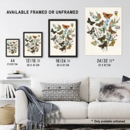 "Artery8 Butterflies & Caterpillars Kirby Vintage Framed Wall Art Print in White - Size: W12"" x H16""" - thumbnail 3
