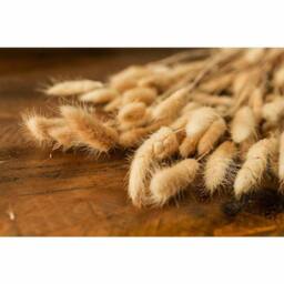 Lemon Pavilion Furniture and Decor Bouquet of Tall Bunny Tails Artificial Plant, L18 x W18 x H76 cm in Beige - thumbnail 4
