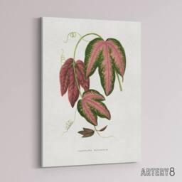 "Artery8 AF Lydon B Fawcett Passiflora Trifasciata Leaves Canvas Wall Art Print in White - Size: W12"" x H16""" - thumbnail 2