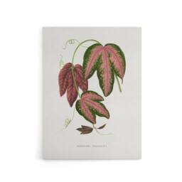 "Artery8 AF Lydon B Fawcett Passiflora Trifasciata Leaves Canvas Wall Art Print in White - Size: W12"" x H16""" - thumbnail 1