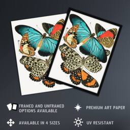 Artery8 Vintage Butterflies Blue & Orange Vintage Framed Wall Art Print Seguy - Size: A4 - thumbnail 2