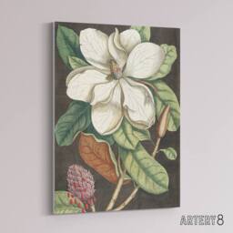 "Artery8 Altissima Flower Laurel Tree Magnolia Catesby Canvas Wall Art - Size: W18"" x H24""" - thumbnail 2