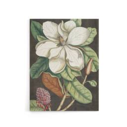 "Artery8 Altissima Flower Laurel Tree Magnolia Catesby Canvas Wall Art - Size: W18"" x H24""" - thumbnail 1