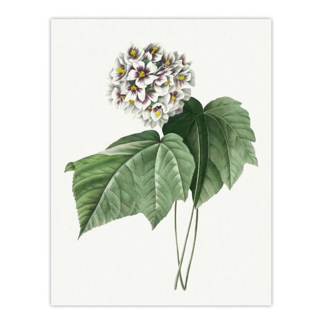"Artery8 White Dombeya Amelia Flowers Redoute Vintage Wall Art Print Poster - Size: W12"" x H16""" - image 1