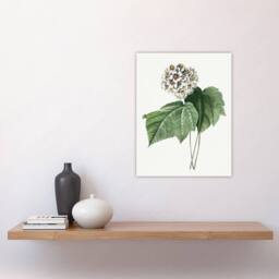 "Artery8 White Dombeya Amelia Flowers Redoute Vintage Wall Art Print Poster - Size: W12"" x H16""" - thumbnail 4