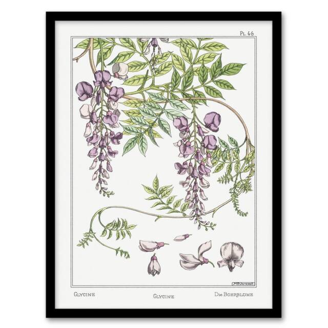 Artery8 Maurice Pillard Verneuil Framed Wall Art Print Wisteria Flower in White - Size: A4 - image 1