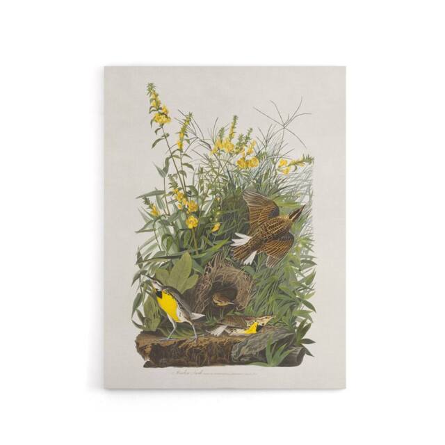 "Artery8 Meadowlark Bird False Foxglove Audubon Canvas Wall Art in White - Size: W18"" x H24""" - image 1
