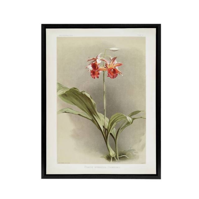 "Artery8 F Sander Phaius Hybridus Cooksonii Orchid Flowers Framed Canvas Art - Size: W12"" x H16""" - image 1