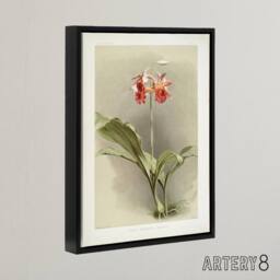 "Artery8 F Sander Phaius Hybridus Cooksonii Orchid Flowers Framed Canvas Art - Size: W12"" x H16""" - thumbnail 2
