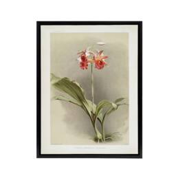 "Artery8 F Sander Phaius Hybridus Cooksonii Orchid Flowers Framed Canvas Art - Size: W12"" x H16""" - thumbnail 1