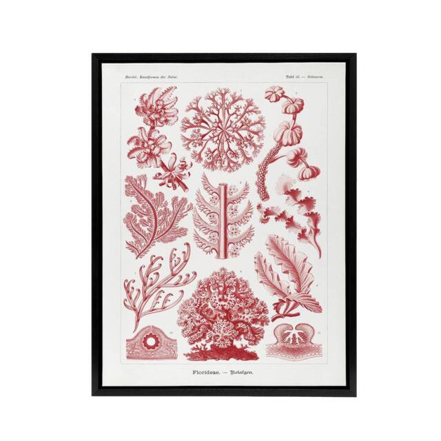 "Artery8 Florideophyceae Red Algae Haeckel Botanical Black Framed Canvas Art in White - Size: W12"" x H16""" - image 1