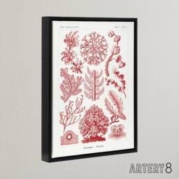 "Artery8 Florideophyceae Red Algae Haeckel Botanical Black Framed Canvas Art in White - Size: W12"" x H16""" - thumbnail 2