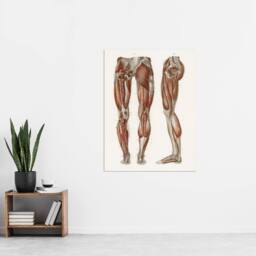 "Artery8 Leg & Feet Muscle Anatomy Bock Vintage Wall Art Print Poster in White - Size: W18"" x H24""" - thumbnail 4