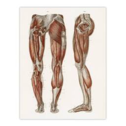 "Artery8 Leg & Feet Muscle Anatomy Bock Vintage Wall Art Print Poster in White - Size: W18"" x H24""" - thumbnail 1