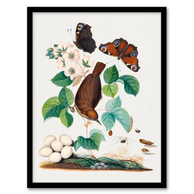 Artery8 House Wren Butterflies Beetle & Spider Bolton Framed Wall Art Print - Size: A4 - image 1