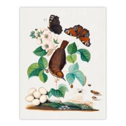Artery8 House Wren Butterflies Beetle & Spider Bolton Framed Wall Art Print - Size: A4 - thumbnail 3