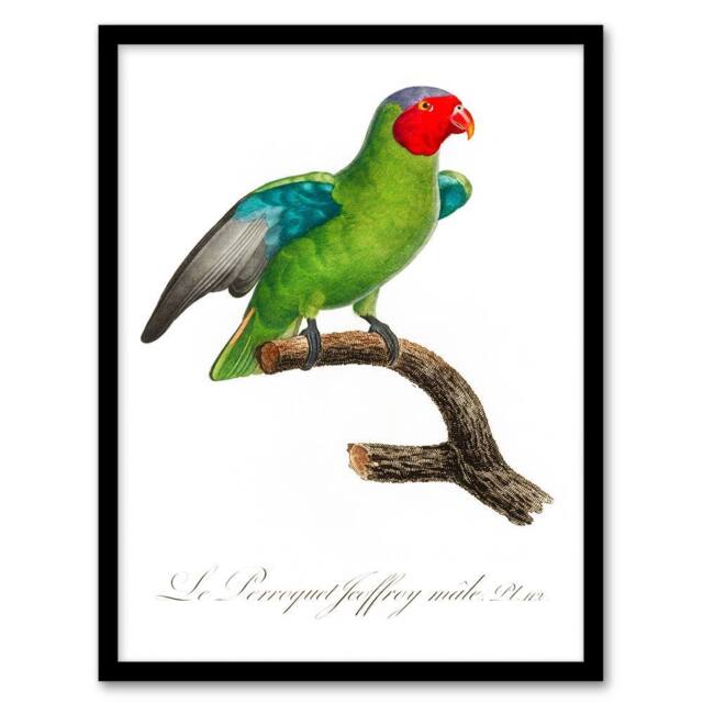 Artery8 Francois Levaillant Framed Wall Art Print The Red Cheeked Parrot in White - Size: A4 - image 1