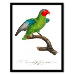 Artery8 Francois Levaillant Framed Wall Art Print The Red Cheeked Parrot in White - Size: A4 - thumbnail 1