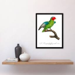 Artery8 Francois Levaillant Framed Wall Art Print The Red Cheeked Parrot in White - Size: A4 - thumbnail 2