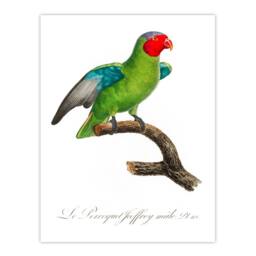 Artery8 Francois Levaillant Framed Wall Art Print The Red Cheeked Parrot in White - Size: A4 - thumbnail 3