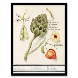 "Artery8 Artichoke Broad beans & Groundcherry de Boodt Framed Wall Art Print in White - Size: W12"" x H16""" - thumbnail 1