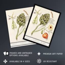 "Artery8 Artichoke Broad beans & Groundcherry de Boodt Framed Wall Art Print in White - Size: W12"" x H16""" - thumbnail 2