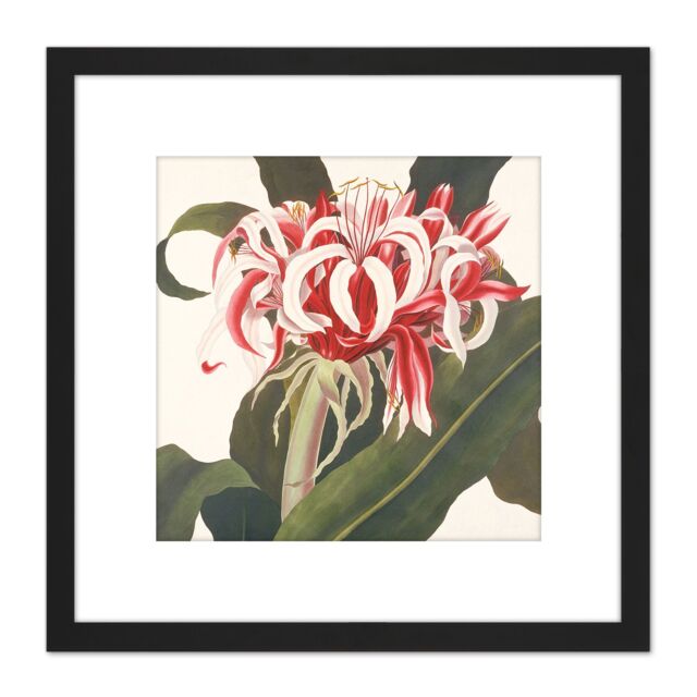 Artery8 Bury Havell Giant Spider Lily Queen Emma Flower 8X8 Inch Square Wooden Framed Wall Art Print Picture with Mount in Black - image 1