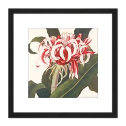 Artery8 Bury Havell Giant Spider Lily Queen Emma Flower 8X8 Inch Square Wooden Framed Wall Art Print Picture with Mount in Black - thumbnail 1