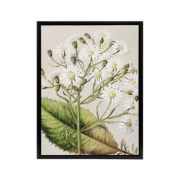 "Artery8 New Zealand Brachyglottis Hectorii Daisies Featon Framed Canvas Art in Beige - Size: W12"" x H16""" - thumbnail 1