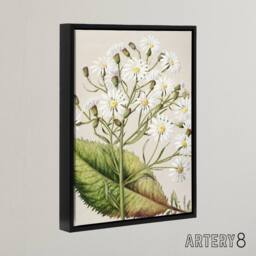 "Artery8 New Zealand Brachyglottis Hectorii Daisies Featon Framed Canvas Art in Beige - Size: W12"" x H16""" - thumbnail 2