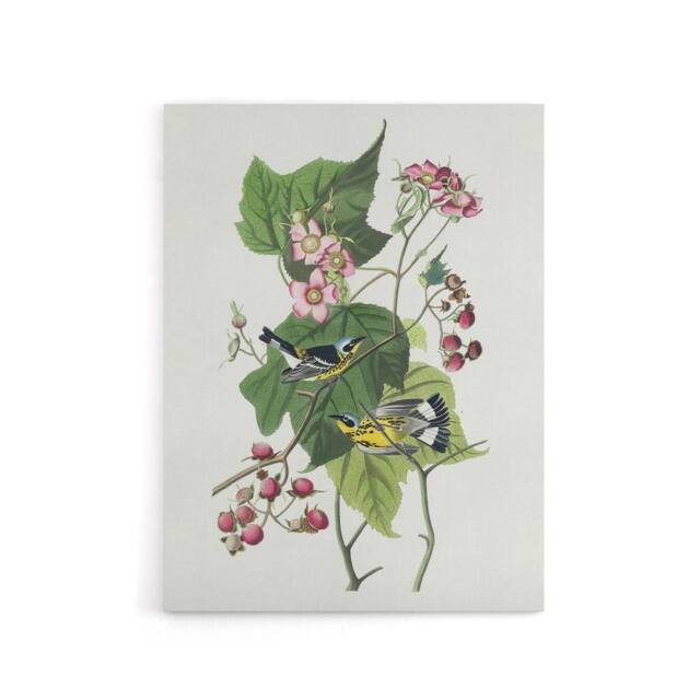 "Artery8 Black & Yellow Warblers Audubon Nature Canvas Wall Art in White - Size: W18"" x H24""" - image 1