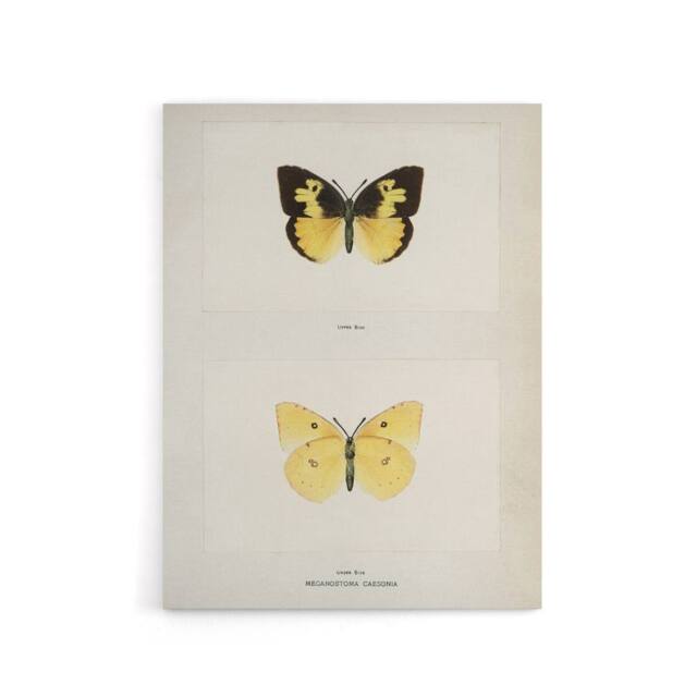 "Artery8 Southern Dogface Butterfly Sherman Denton Canvas Wall Art Print in White - Size: W18"" x H24""" - image 1