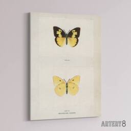 "Artery8 Southern Dogface Butterfly Sherman Denton Canvas Wall Art Print in White - Size: W18"" x H24""" - thumbnail 2
