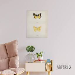 "Artery8 Southern Dogface Butterfly Sherman Denton Canvas Wall Art Print in White - Size: W18"" x H24""" - thumbnail 3