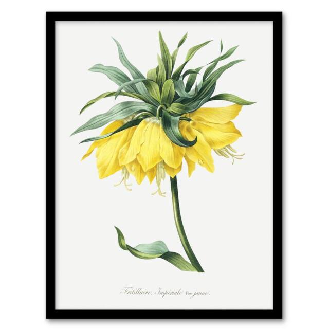 Artery8 Yellow Crown Imperial Flower Redoute Vintage Framed Wall Art Print in White - Size: A4 - image 1