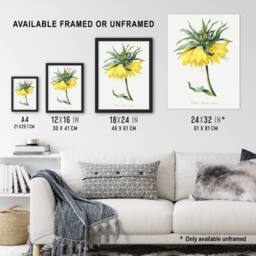 Artery8 Yellow Crown Imperial Flower Redoute Vintage Framed Wall Art Print in White - Size: A4 - thumbnail 3