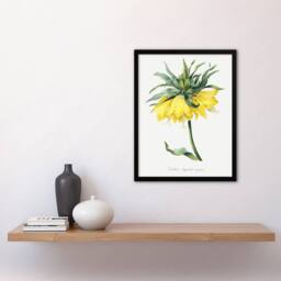 Artery8 Yellow Crown Imperial Flower Redoute Vintage Framed Wall Art Print in White - Size: A4 - thumbnail 4