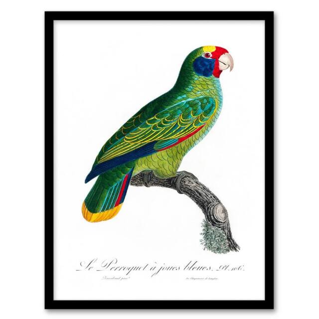 Artery8 Francois Levaillant Framed Wall Art Print Red & Blue Amazon Parrot in White - Size: A4 - image 1