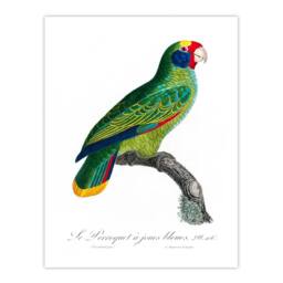 Artery8 Francois Levaillant Framed Wall Art Print Red & Blue Amazon Parrot in White - Size: A4 - thumbnail 3