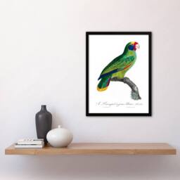 Artery8 Francois Levaillant Framed Wall Art Print Red & Blue Amazon Parrot in White - Size: A4 - thumbnail 2