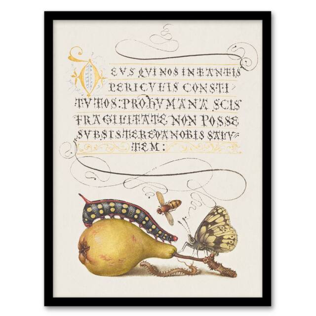 Artery8 Model Book of Calligraphy Framed Wall Art Caterpillar Pear & Butterfly in White - Size: A4 - image 1