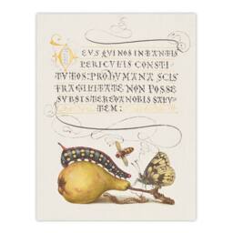 Artery8 Model Book of Calligraphy Framed Wall Art Caterpillar Pear & Butterfly in White - Size: A4 - thumbnail 3