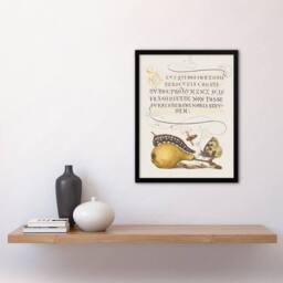 Artery8 Model Book of Calligraphy Framed Wall Art Caterpillar Pear & Butterfly in White - Size: A4 - thumbnail 2